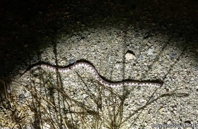 Spotted Leaf-nosed Snake (Phyllorhynchus decurtatus)