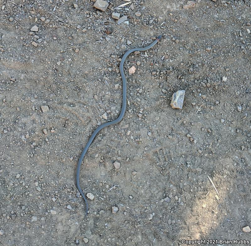 San Bernardino Ring-necked Snake (Diadophis punctatus modestus)