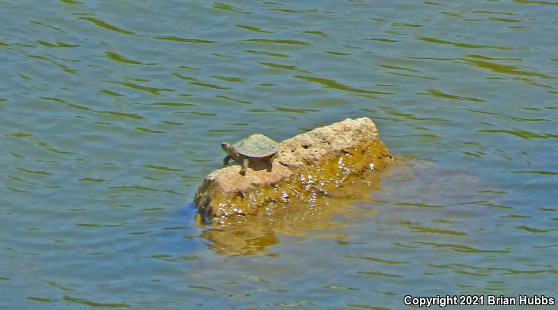 False Map Turtle (Graptemys pseudogeographica pseudogeographica)