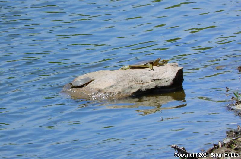 Western Spiny Softshell (Apalone spinifera hartwegi)