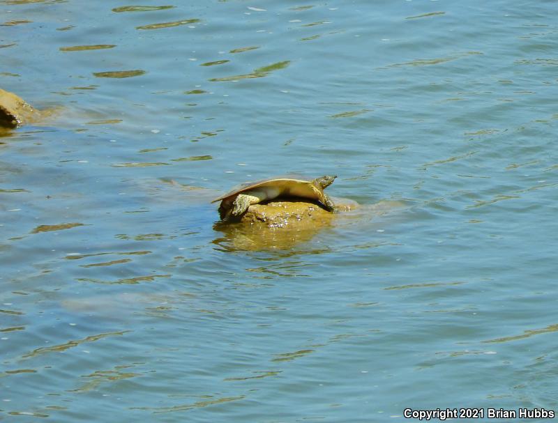 Midland Smooth Softshell (Apalone mutica mutica)