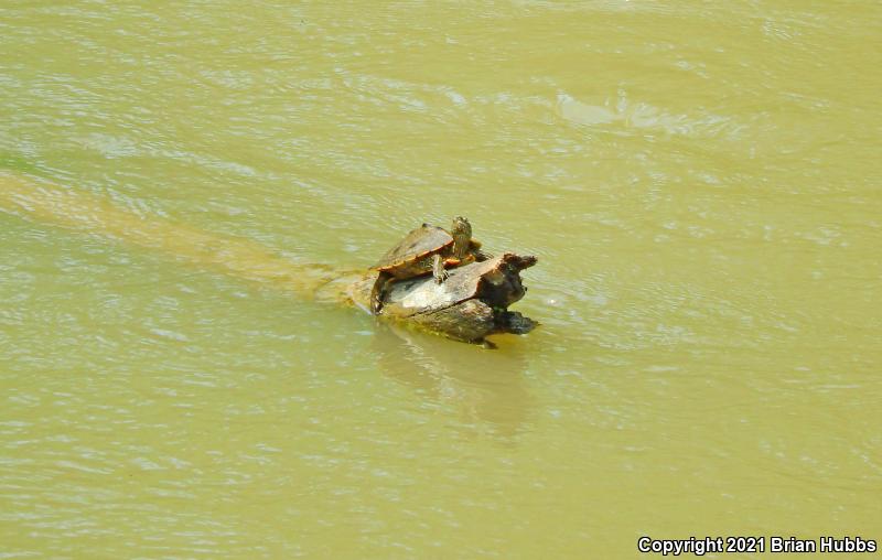 False Map Turtle (Graptemys pseudogeographica pseudogeographica)