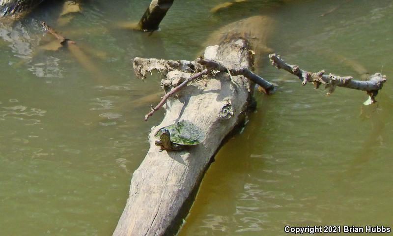 False Map Turtle (Graptemys pseudogeographica pseudogeographica)