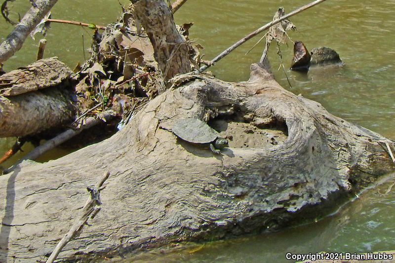 False Map Turtle (Graptemys pseudogeographica pseudogeographica)