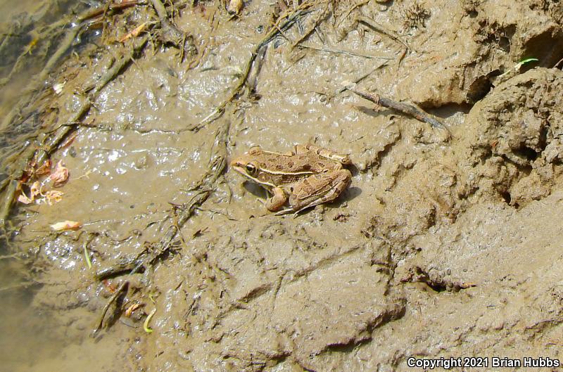 Plains Leopard Frog (Lithobates blairi)