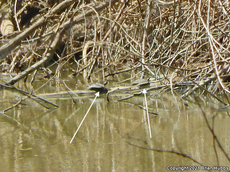 False Map Turtle (Graptemys pseudogeographica pseudogeographica)