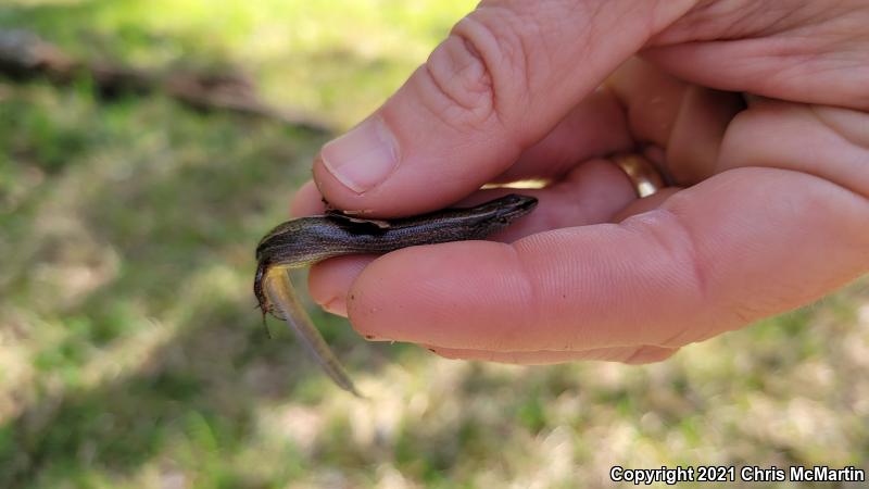 Little Brown Skink (Scincella lateralis)