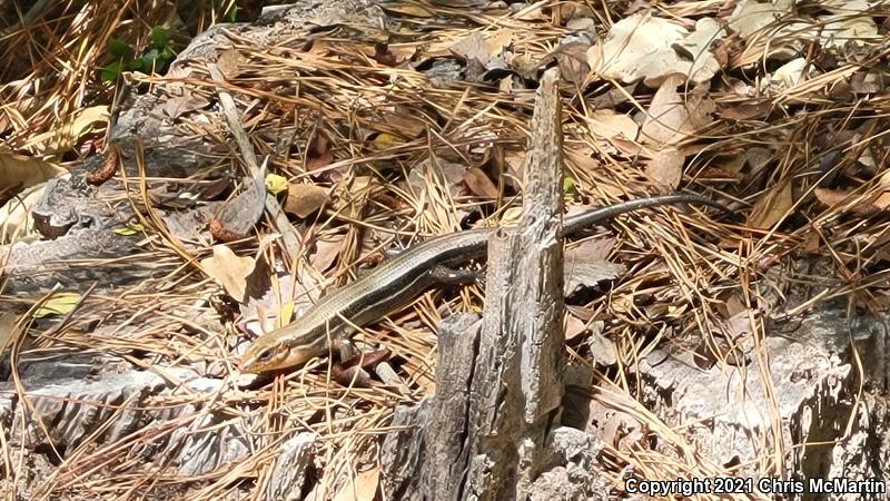 Broadhead Skink (Plestiodon laticeps)