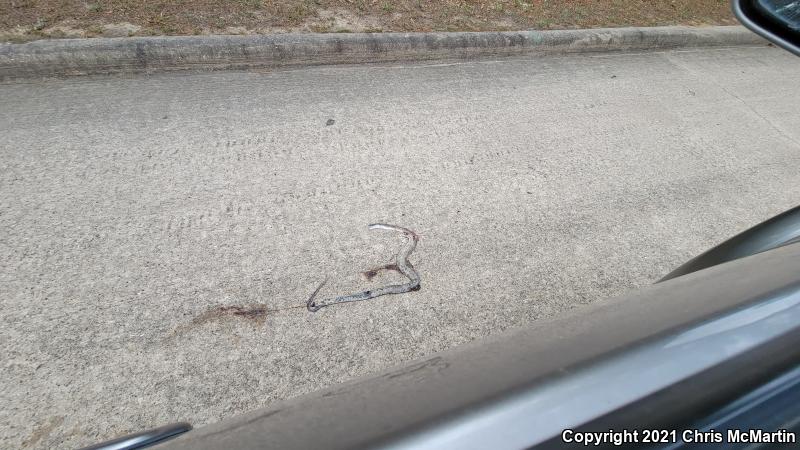 Texas Ratsnake (Pantherophis obsoletus lindheimeri)