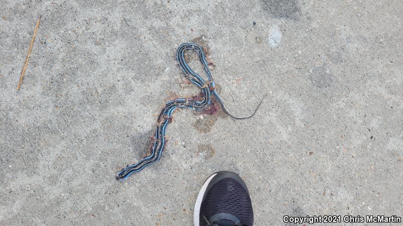 Gulf Coast Ribbonsnake (Thamnophis proximus orarius)