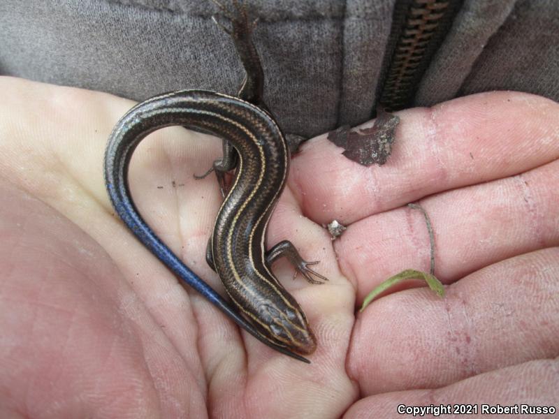 Southeastern Five-lined Skink (Plestiodon inexpectatus)