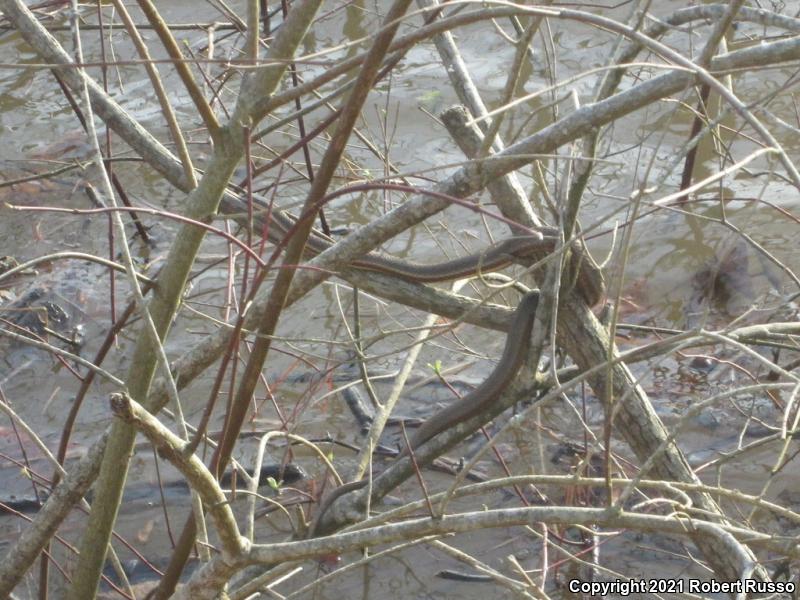 Queensnake (Regina septemvittata)