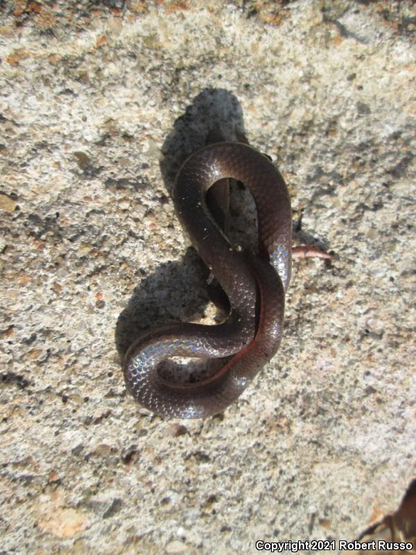 Eastern Wormsnake (Carphophis amoenus amoenus)