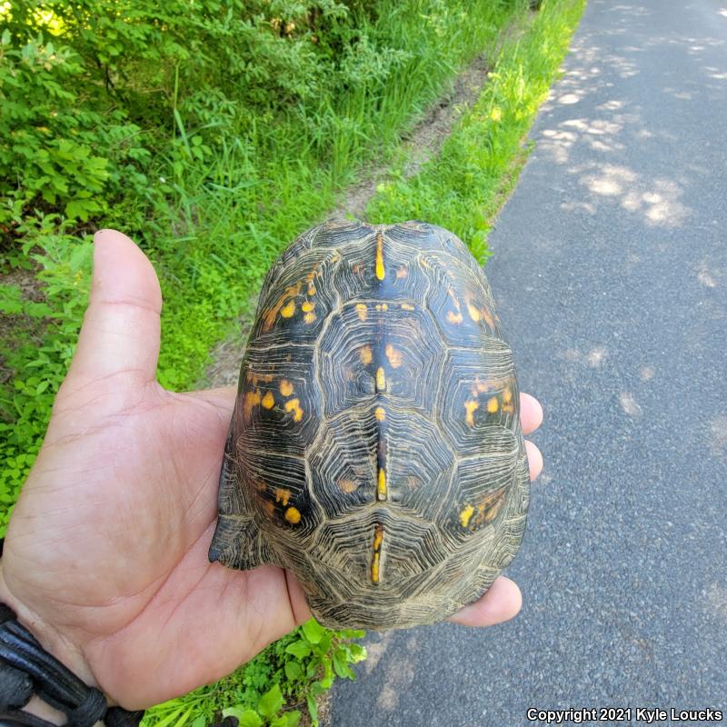 Eastern Box Turtle (Terrapene carolina carolina)