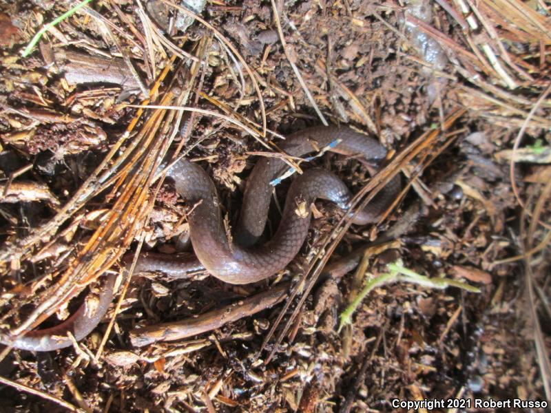 Eastern Wormsnake (Carphophis amoenus amoenus)