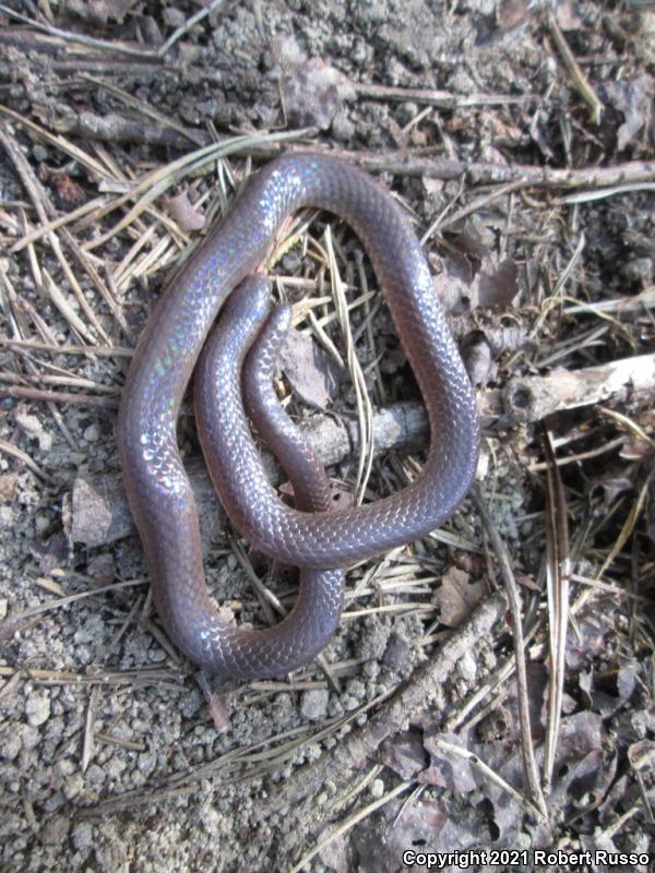 Eastern Wormsnake (Carphophis amoenus amoenus)