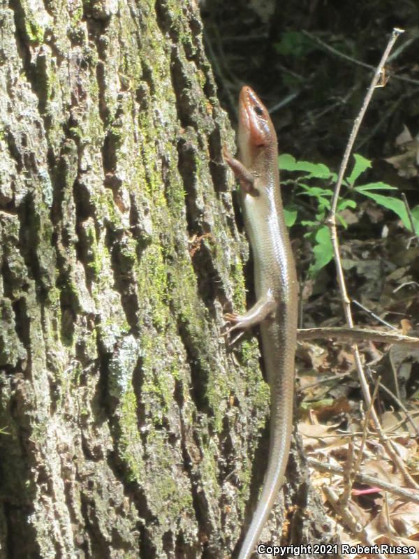 Broadhead Skink (Plestiodon laticeps)