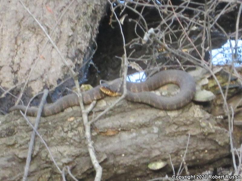 Southern Watersnake (Nerodia fasciata)