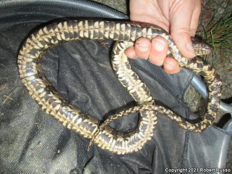 Brown Watersnake (Nerodia taxispilota)