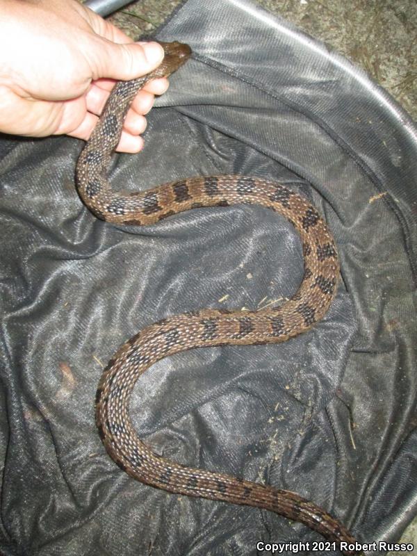 Brown Watersnake (Nerodia taxispilota)