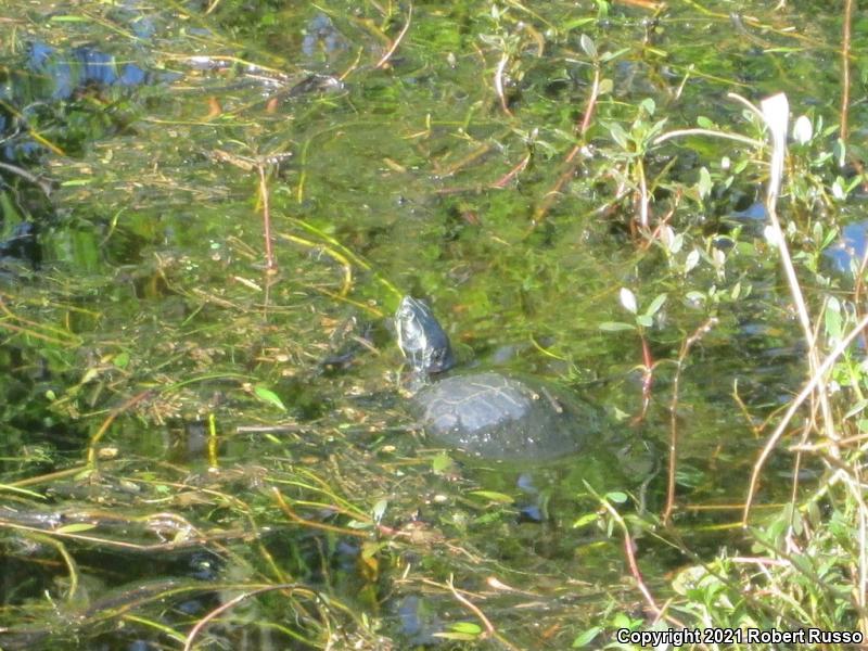 Coastal Plain Cooter (Pseudemys concinna floridana)