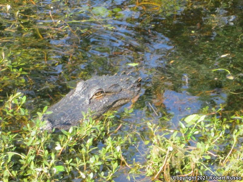 American Alligator (Alligator mississippiensis)