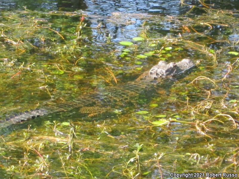 American Alligator (Alligator mississippiensis)