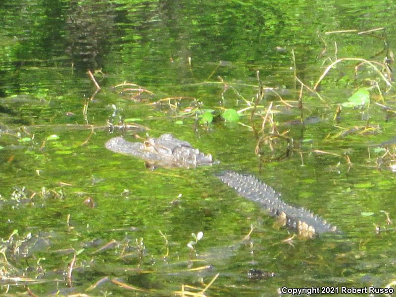 American Alligator (Alligator mississippiensis)