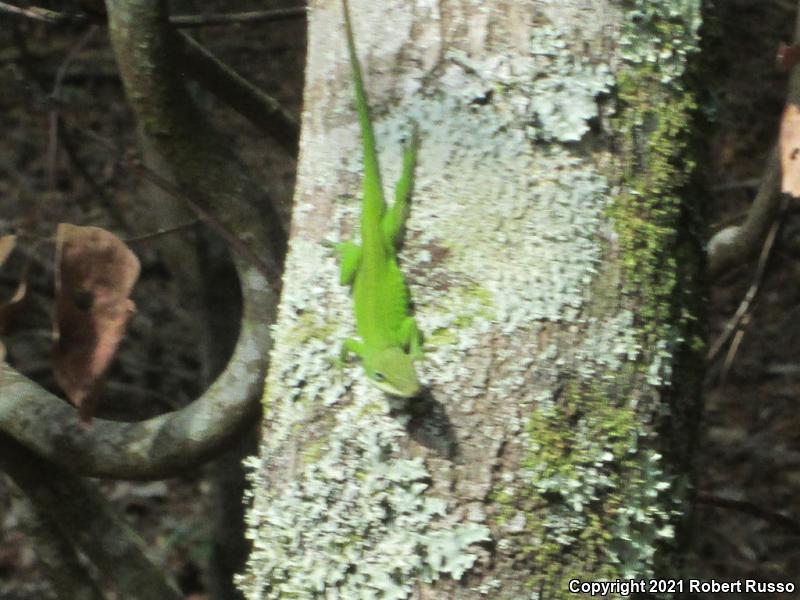 Northern Green Anole (Anolis carolinensis carolinensis)