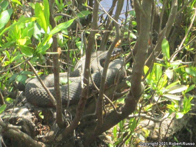 Banded Watersnake (Nerodia fasciata fasciata)