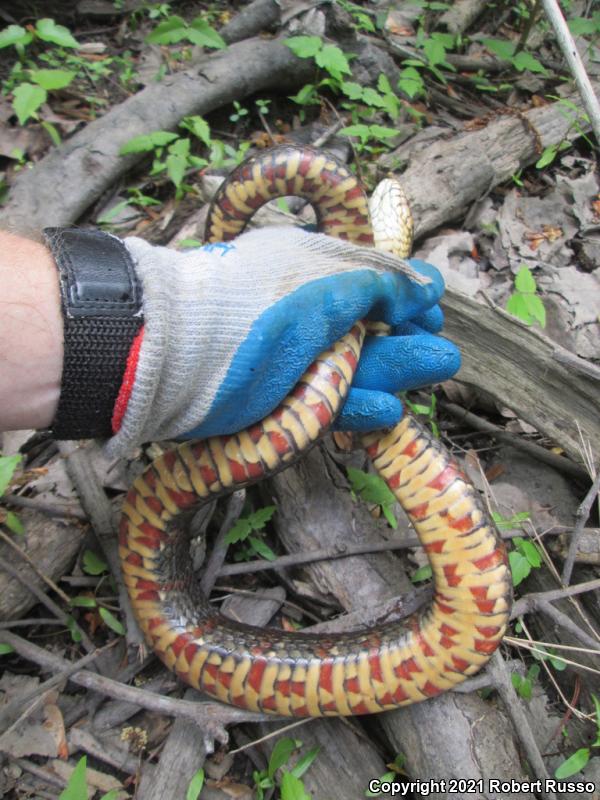 Banded Watersnake (Nerodia fasciata fasciata)