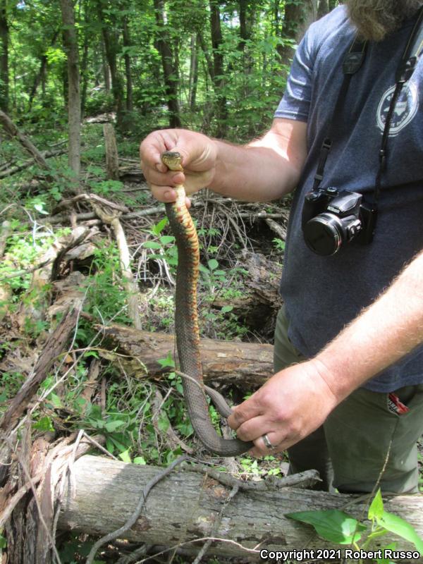 Banded Watersnake (Nerodia fasciata fasciata)