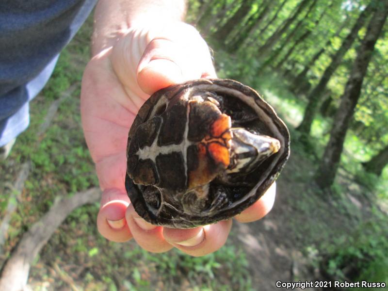 Eastern Musk Turtle (Sternotherus odoratus)