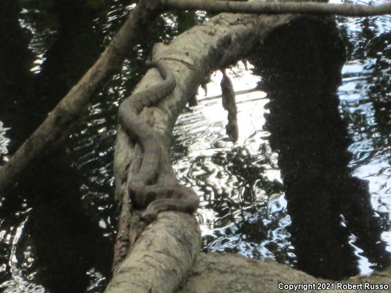 Brown Watersnake (Nerodia taxispilota)