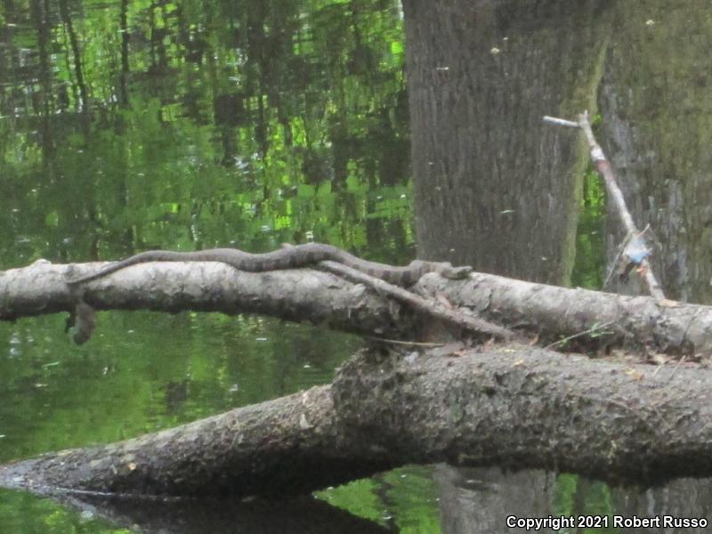 Brown Watersnake (Nerodia taxispilota)