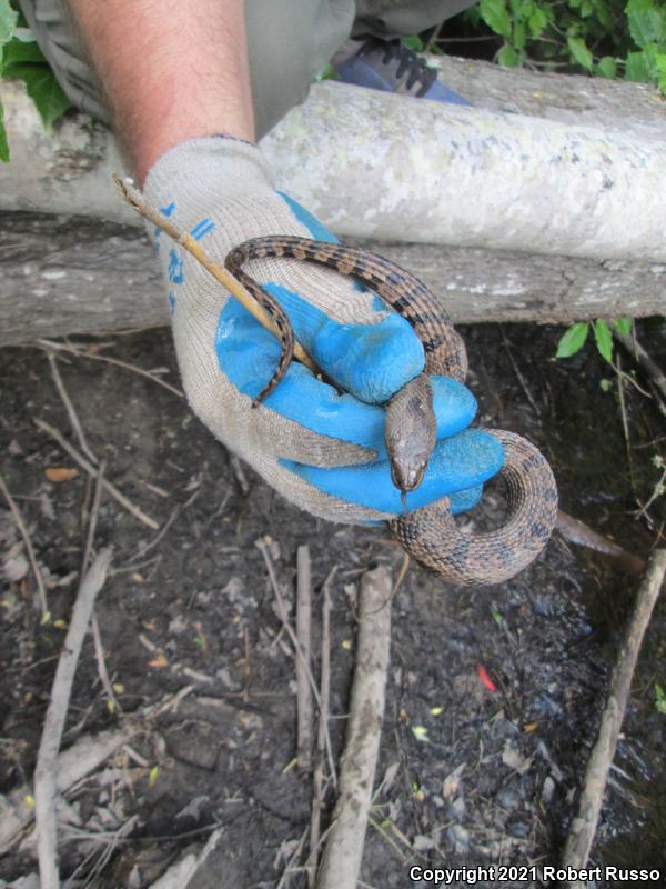 Brown Watersnake (Nerodia taxispilota)