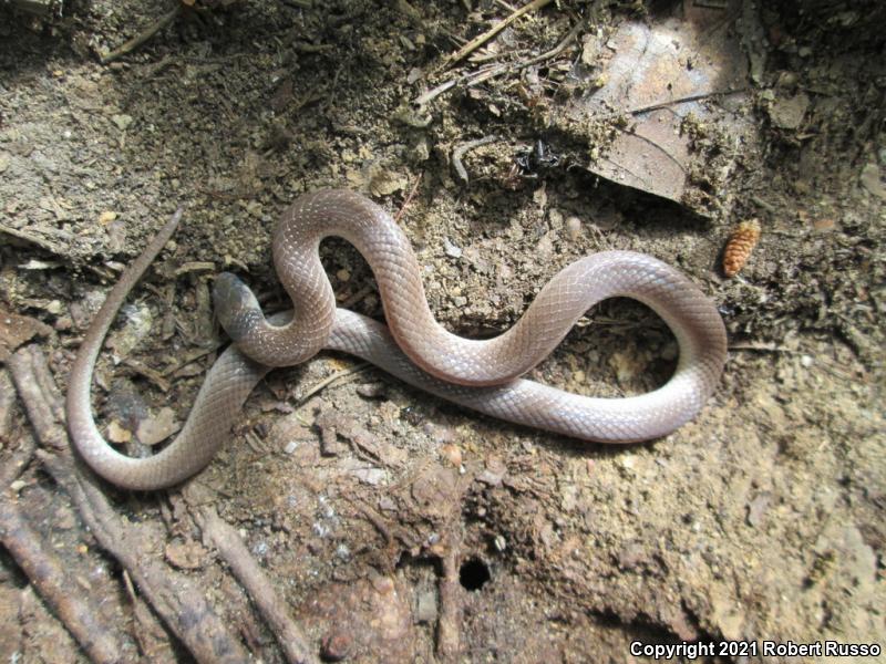 Southeastern Crowned Snake (Tantilla coronata)