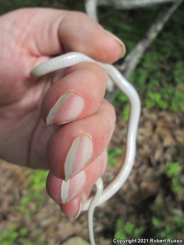 Southeastern Crowned Snake (Tantilla coronata)