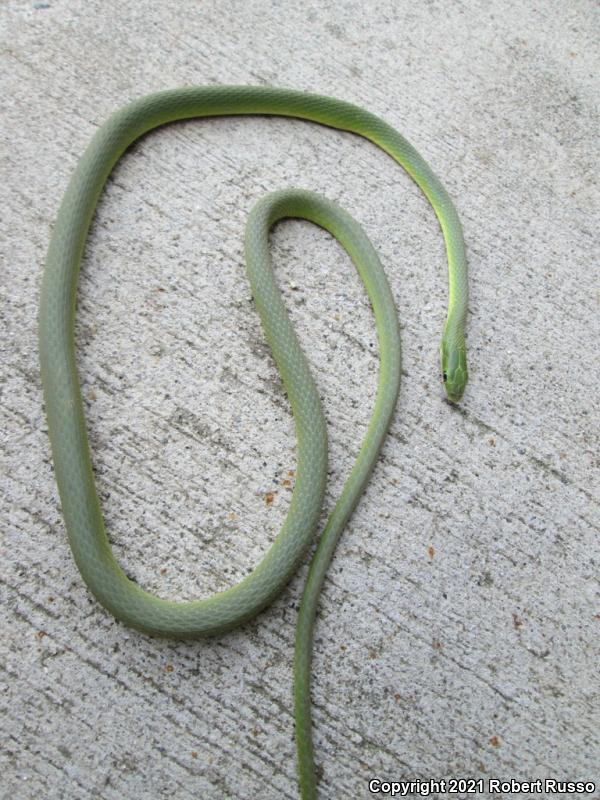 Northern Rough Greensnake (Opheodrys aestivus aestivus)