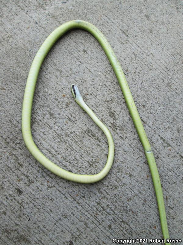 Northern Rough Greensnake (Opheodrys aestivus aestivus)