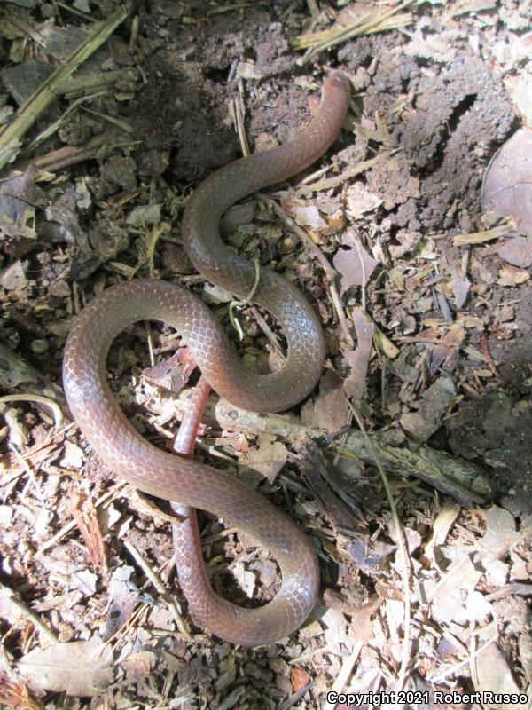 Eastern Wormsnake (Carphophis amoenus amoenus)