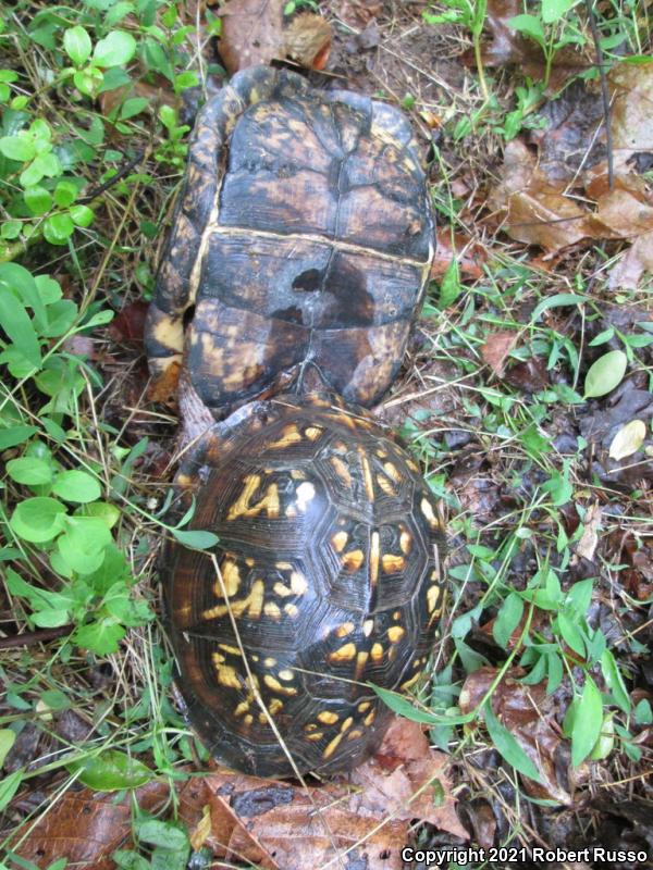 Eastern Box Turtle (Terrapene carolina carolina)