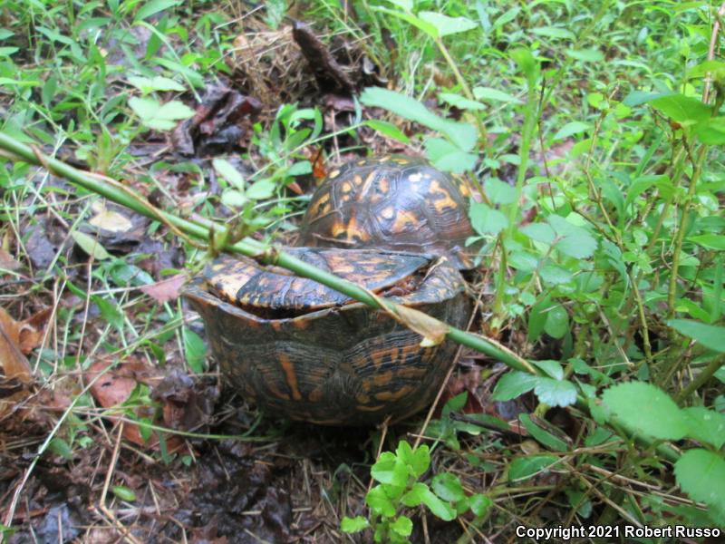 Eastern Box Turtle (Terrapene carolina carolina)