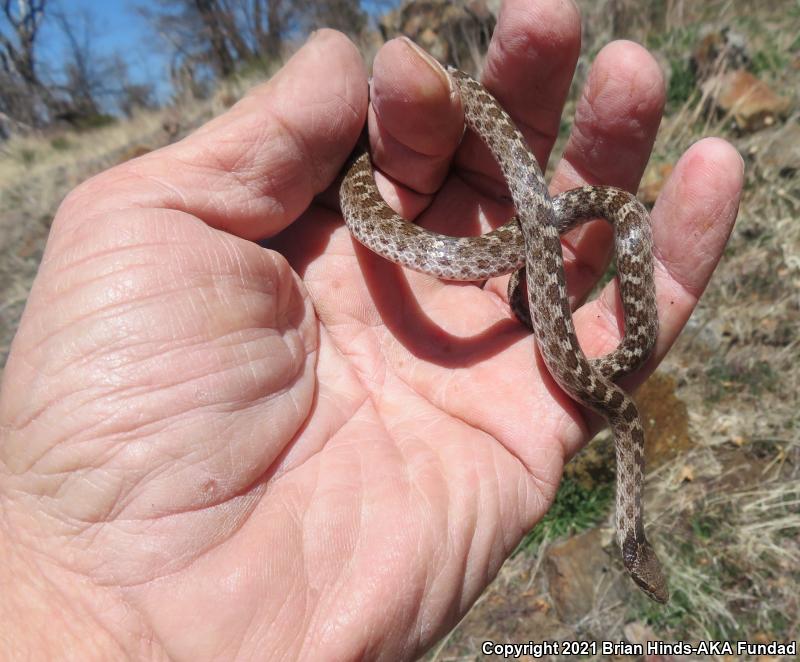 San Diego Nightsnake (Hypsiglena ochrorhyncha klauberi)