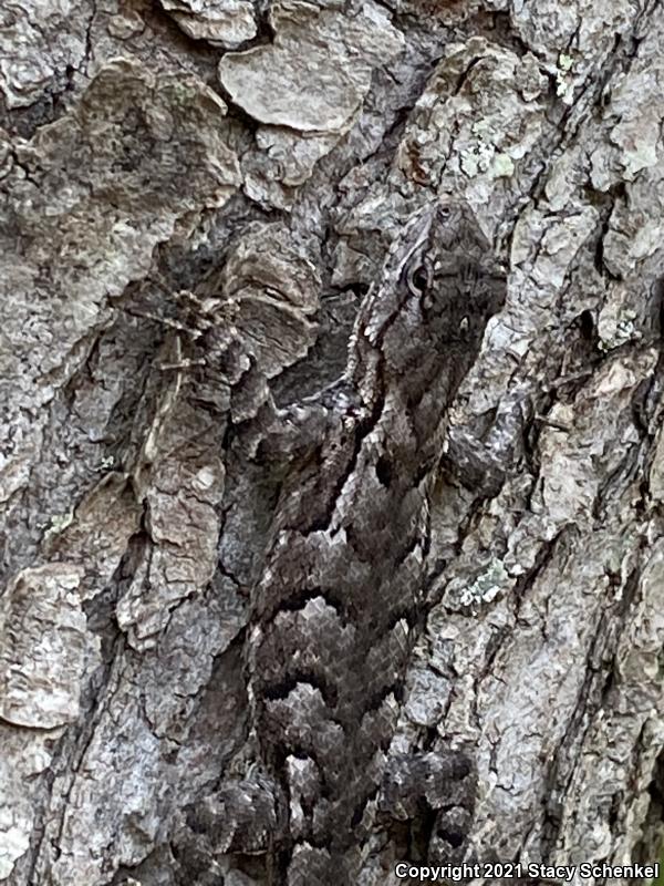 Eastern Fence Lizard (Sceloporus undulatus)