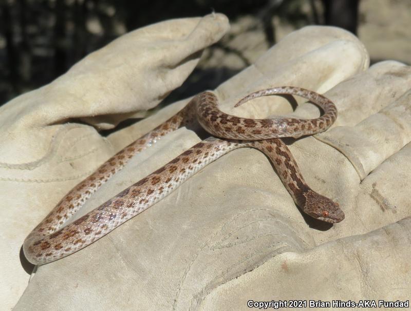 San Diego Nightsnake (Hypsiglena ochrorhyncha klauberi)