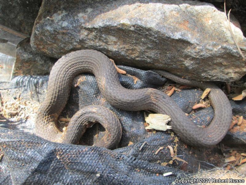 Queensnake (Regina septemvittata)