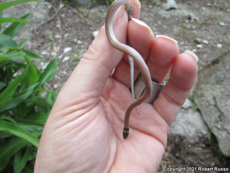 Southeastern Crowned Snake (Tantilla coronata)