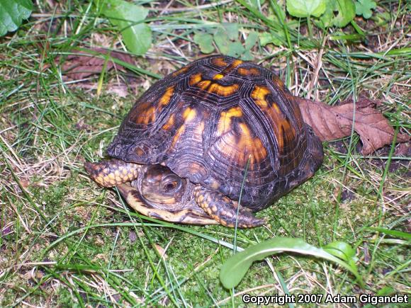 Eastern Box Turtle (Terrapene carolina carolina)
