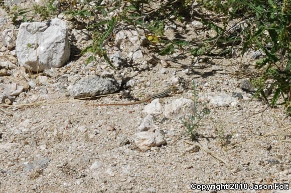 Canyon Spotted Whiptail (Aspidoscelis burti)